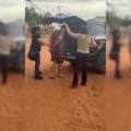 Homem é preso por divulgação de vídeo íntimo e perseguição contra a ex-companheira