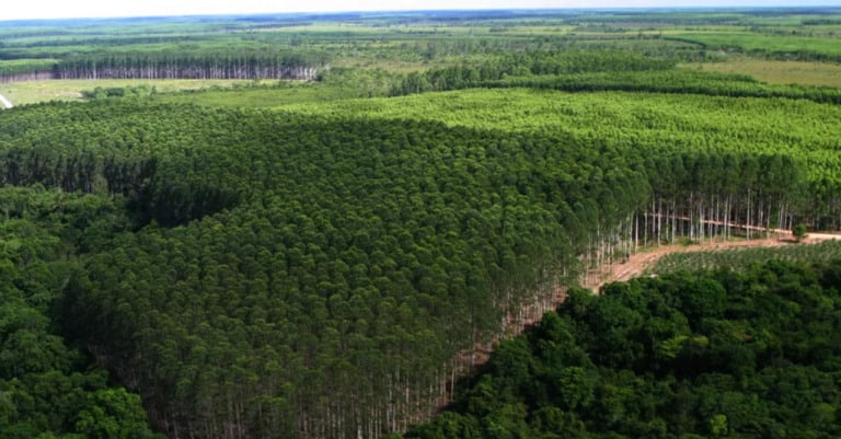 Entre as vantagens da integração é a segurança econômica para o produtor (Foto: Reprodução/ Portal Celulose)