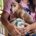 Ação será realizada em parceria com a ONG Anjos da Dani - Foto: Divulgação/Comercial