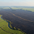 Vista aérea de canavial queimado em Angélica com manchas de vegetação nativa atingida.