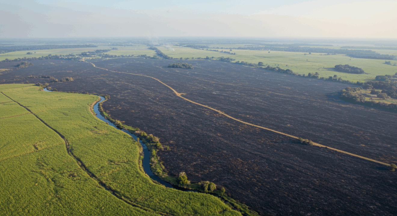 Vista aérea de canavial queimado em Angélica com manchas de vegetação nativa atingida.