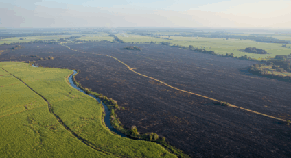 Vista aérea de canavial queimado em Angélica com manchas de vegetação nativa atingida.