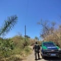 Fogo começou após rompimento de cabo elétrico - Foto: Divulgação/PMA