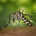 Saúde alerta sobre aumento de casos de dengue e chikungunya com o período de chuvas em Três Lagoas