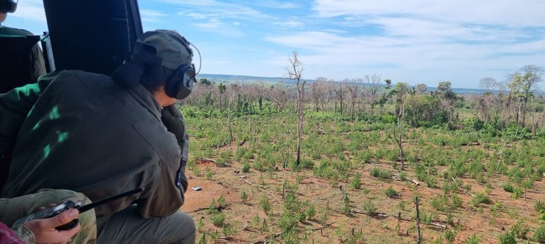 Desde a criação da Operação Nova Aliança, mais de 44 mil toneladas de maconha já foram erradicadas em ações conjuntas. (Foto: Arquivo/PF)