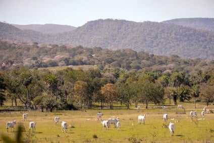 Iniciativa oferece até R$ 100 mil por propriedade a quem mantém vegetação nativa além do exigido por lei - Foto: Divulgação/Famasul