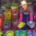 Evento terá foco nos impactos das mudanças globais sobre a alimentação - Foto: Reprodução/ Agência Gov