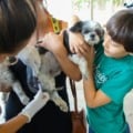 Campanha antirrábica imuniza mais de cinco mil animais em Três Lagoas