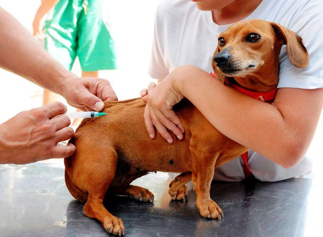 Dia D da vacinação antirrábica será realizado na quadra do Jupiá no dia 31 de outubro