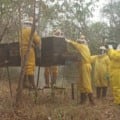 Em áreas de eucalipto, mel ganha destaque em Três Lagoas
