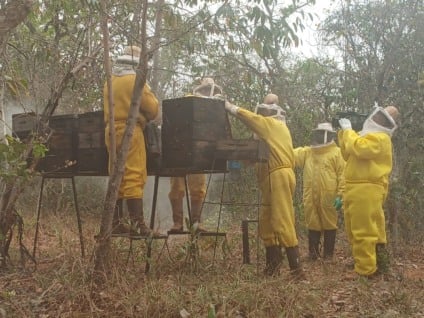 Em áreas de eucalipto, mel ganha destaque em Três Lagoas