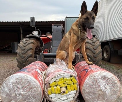 Cães farejadores descobriram o entorpecente - Foto: Divulgação/PCMS