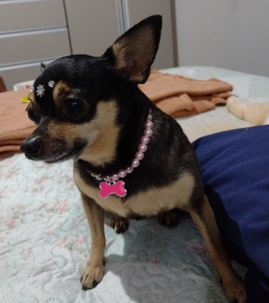 Sininho foi morta após ser atacada por um pitbull (Foto: Ana Cláudia)