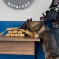 A equipe do Canil utilizou cão farejador para confirmar a presença da droga no veículo. (Divulgação PMMS)