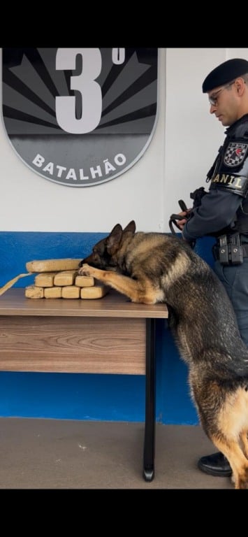 A equipe do Canil utilizou cão farejador para confirmar a presença da droga no veículo. (Divulgação PMMS)