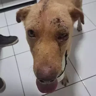 O cão sobreviveu, mas ficou gravemente ferido e precisou de atendimento veterinário. (Divulgação)

