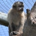 Animais foram soltos em um refúgio, em Aquidauana (Foto: Reprodução/ Governo de MS)