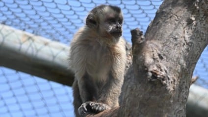 Animais foram soltos em um refúgio, em Aquidauana (Foto: Reprodução/ Governo de MS)