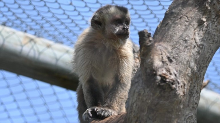 Animais foram soltos em um refúgio, em Aquidauana (Foto: Reprodução/ Governo de MS)