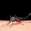 Estado já aplicou mais de 188 mil doses da vacina contra a dengue - Foto: Arquivo RCN67