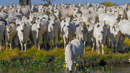 Foco é na integração da tecnologia, manejo de campo, redução de custos e ampliação de desempenho de rebanhos (Foto: Reprodução/ Grupo Real) Foco é na integração da tecnologia, manejo de campo, redução de custos e ampliação de desempenho de rebanhos (Foto: Reprodução/ Grupo Real)