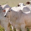 Regularização é obrigatória para todos os produtores com saldo de animais, independente do porte da propriedade - Reprodução/Semadesc