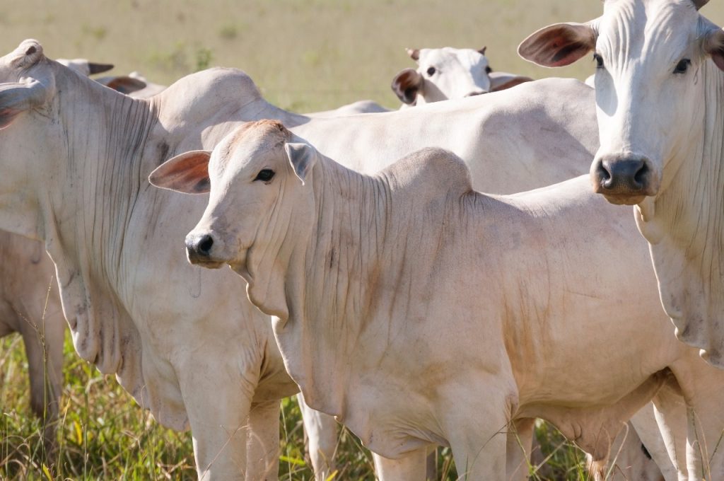 Regularização é obrigatória para todos os produtores com saldo de animais, independente do porte da propriedade - Reprodução/Semadesc