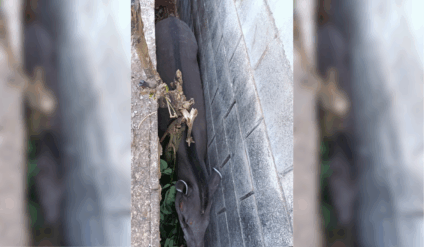 O resgate foi acionado por um morador 
(Foto: Reprodução/ PMA)