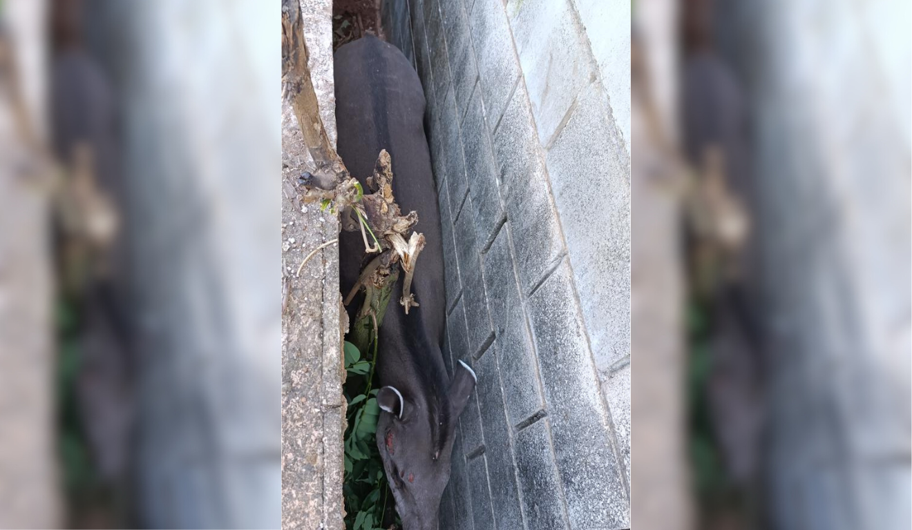 O resgate foi acionado por um morador
(Foto: Reprodução/ PMA) O resgate foi acionado por um morador
(Foto: Reprodução/ PMA)