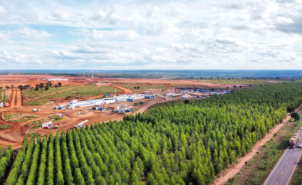 Audiência no Senado alerta para impactos do eucalipto e falta de planejamento