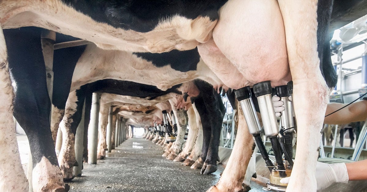 Aparecida do Taboado produz 15 mil litros de leite por dia (Foto: Ilustrativa)