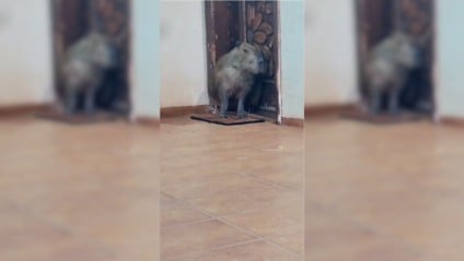 Buscando abrigo, capivara aparece em garagem de casa em Três Lagoas