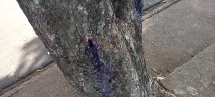 Polícia identifica suposto suspeito de envenenar árvores no Jardim Alvorada