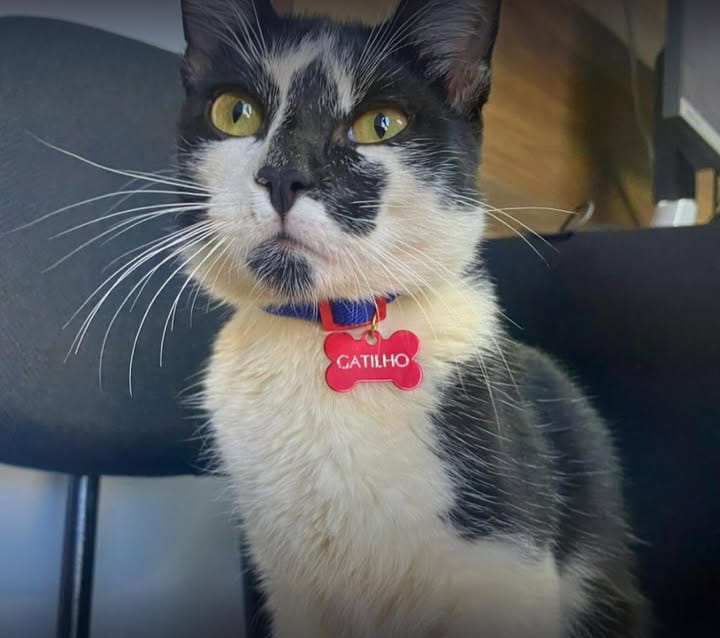 Resgatado ainda filhote, Gatilho foi adotado pela equipe da Delegacia da Mulher e hoje atua como apoio emocional às vítimas.