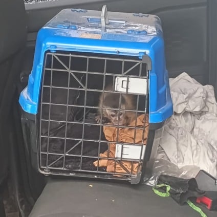 Filhote de macaco-prego foi encaminhando ao Cras em Campo Grande - Foto: Divulgação/PMA