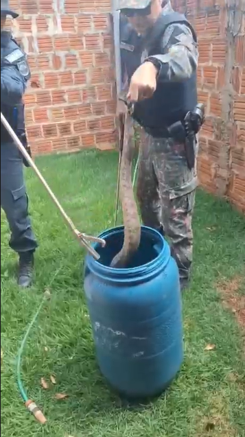 Segundo informações do 2º Batalhão de Polícia Militar Ambiental (2º BPMA), uma guarnição foi acionada na sexta-feira ( 7) por telefone para atender a uma ocorrência envolvendo um animal silvestre. (Divulgação/PMA)