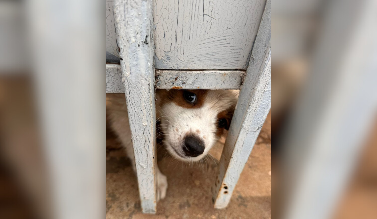 Policia recebeu denúncia de abandono e condições inadequadas (Foto: Reprodução/ PCMS)