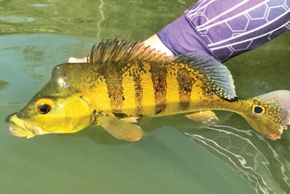 As denúncias de pesca irregular podem ser feitas de forma anônima pelo telefone 181, com garantia de sigilo - Foto/Arquivo