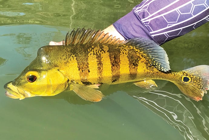 As denúncias de pesca irregular podem ser feitas de forma anônima pelo telefone 181, com garantia de sigilo - Foto/Arquivo