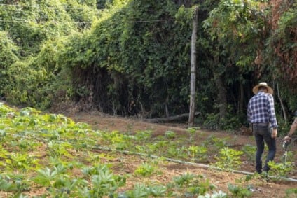 Projeto PRS Cerrado estimula produção sustentável entre pequenos, médios e grandes  produtores (foto PRS Cerrado