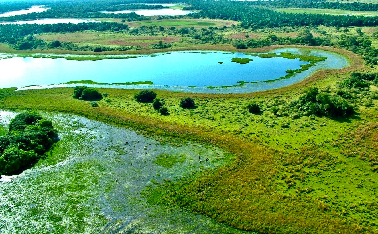 Ciência, gestão e inteligência artificial se unem para conciliar produção e conservação - Foto: Divulgação/ Embrapa