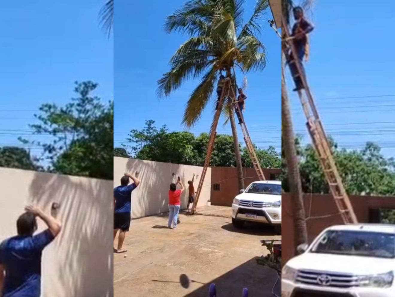 Com equipamentos improvisatos, sargento e homens de empresa de internet retiraram o animal do alto da árvore - Foto/Eliza Aparecida