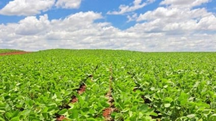 Apesar do bom desempenho no campo, o mercado de comercialização segue em ritmo lento (Foto: Reprodução/ Aprosoja-MS)