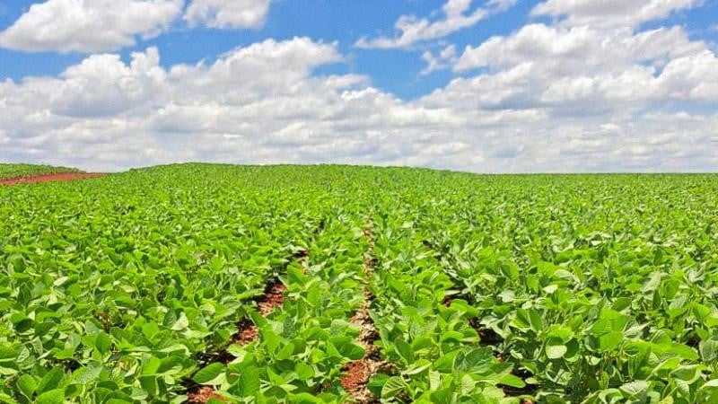 Apesar do bom desempenho no campo, o mercado de comercialização segue em ritmo lento (Foto: Reprodução/ Aprosoja-MS)