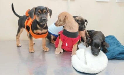 Prefeitura deve incluir recursos no orçamento anual para manter o programa - reprodução/Subea