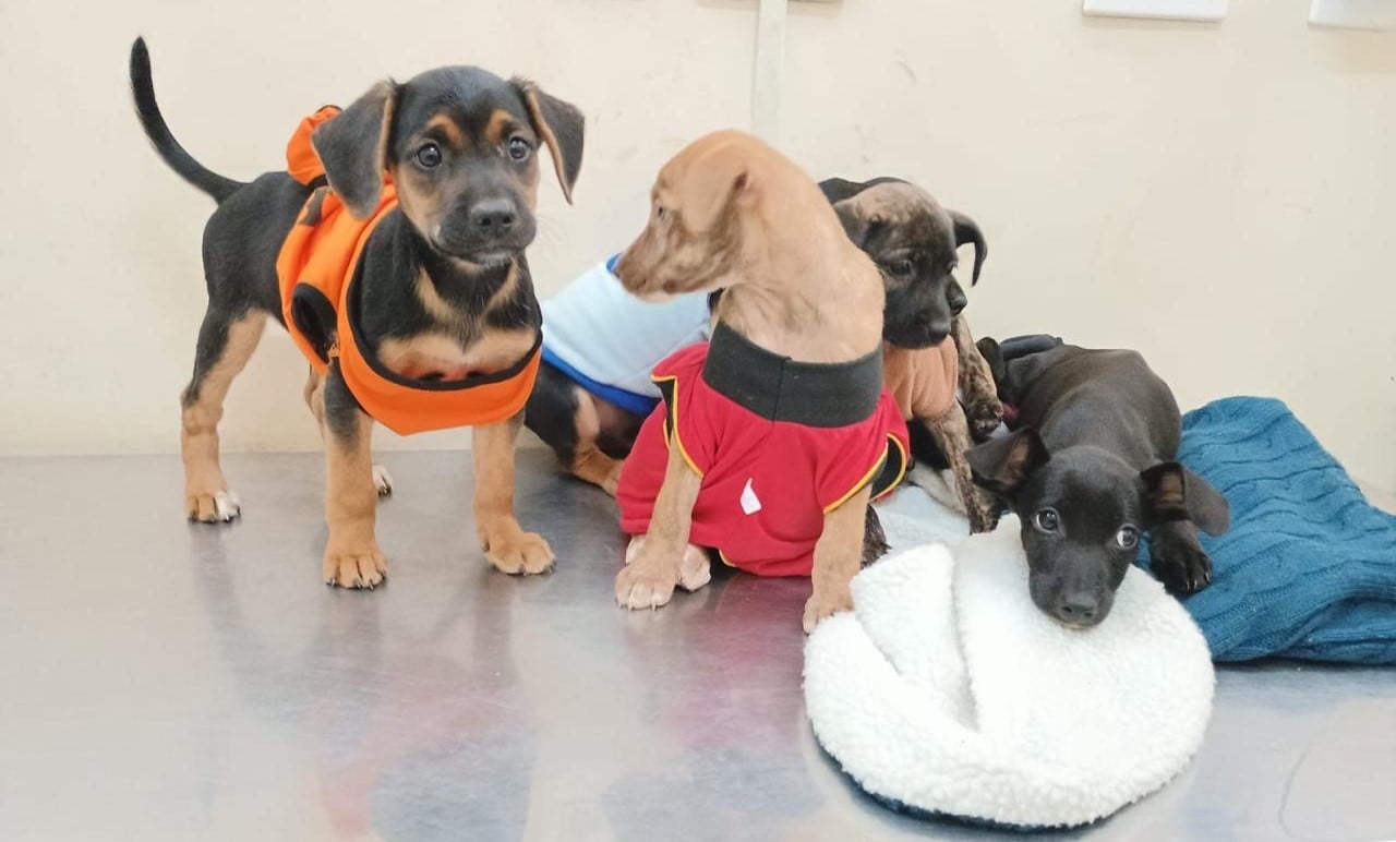 Prefeitura deve incluir recursos no orçamento anual para manter o programa - reprodução/Subea