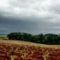 Plantio avança com chuva; prêmios menores sustentam competitividade do Brasil - Foto: Reprodução/ Syngenta Digital