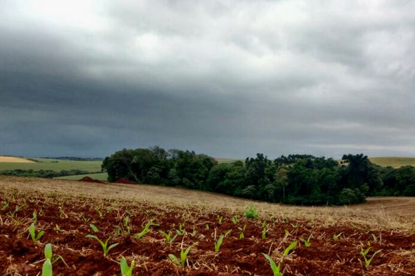 Plantio avança com chuva; prêmios menores sustentam competitividade do Brasil - Foto: Reprodução/ Syngenta Digital Plantio avança com chuva; prêmios menores sustentam competitividade do Brasil - Foto: Reprodução/ Syngenta Digital