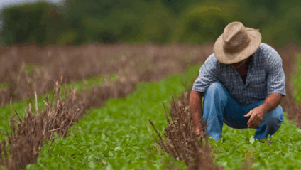 Ao todo, são 500 vagas para cursos técnicos nas áreas de agropecuária, agricultura, agronegócio, zootecnia, fruticultura, florestas e segurança do trabalho (Foto: Reprodução/ Governo de MS)