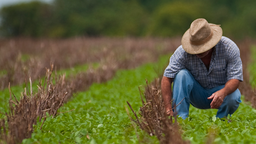 São 500 vagas para cursos técnicos nas áreas de agropecuária, agricultura, agronegócio, zootecnia, fruticultura, florestas e segurança do trabalho (Foto: Reprodução/ Governo de MS)
